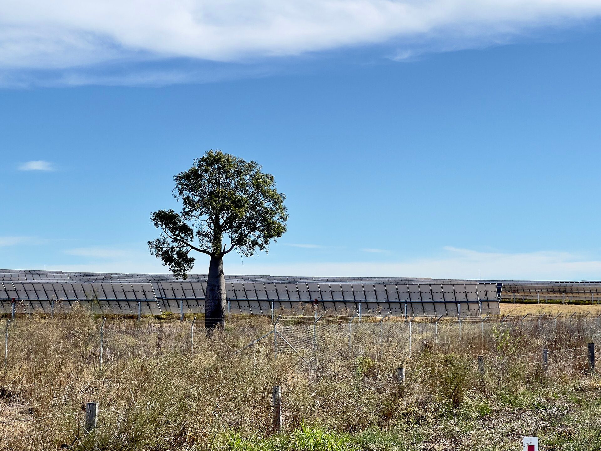 A lone bottle tree stands in dry grass behind a wire fence, in front of long rows of solar panels under a blue sky with a streak of white cloud.
