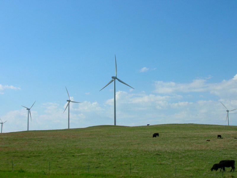 Wind turbines above grazing cattle at the Smoky Hills Wind Farm in Ellsworth County, Kansas